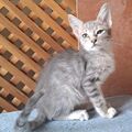 Anuncio: Gatito jugueton