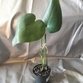 Vente: Bouture Monstera Deliciosa
