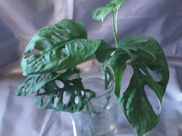 Vente: Bouture de Monstera Adansonii