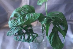 Vente: Bouture de Monstera Adansonii