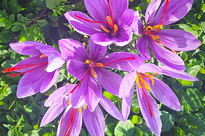 Pure Saffron Threads - Tasteur