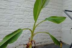 Vente: Bananier lotus
