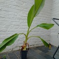 Vente: Bananier lotus