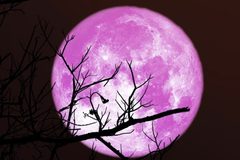 Selling: FULL MOON SPECIAL