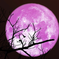 Selling: FULL MOON SPECIAL