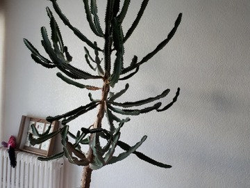 Don: Grand cactus cherche lieu de vie