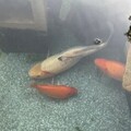   : Goldfish, Koi & Plecos