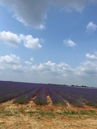 Miel de lavande 