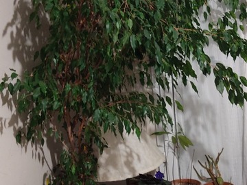 Vente: Ficus benjamina 240cm