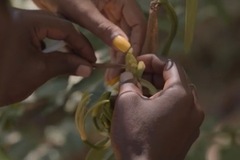 Experiential Travel (individual): Tour a Locally Owned Vanilla Plantation - Nosy Komba