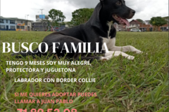 Anuncio: ADOPTAME TENGO 9 MESES 