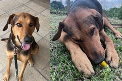 Anuncio: Un Mamut busca hogar 
