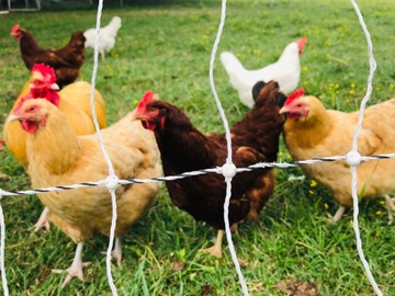 Selling with In-person Payment: Organic pastured Eggs (Hendersonville, TN)