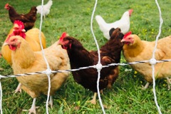 Selling with In-person Payment: Organic pastured Eggs (Hendersonville, TN)