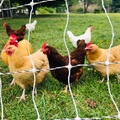Selling with In-person Payment: Organic pastured Eggs (Hendersonville, TN)
