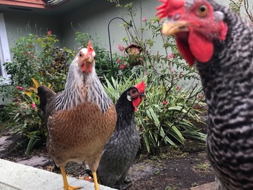 Selling with online payment: Free Range Chicken Eggs
