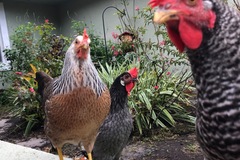 Selling with online payment: Free Range Chicken Eggs