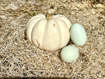 Selling with In-person Payment: Farm Fresh Chicken Eggs (Hudson, FL)
