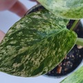 Vente: Epipremnum marble queen