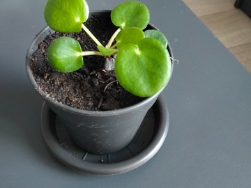 Vente: Pilea