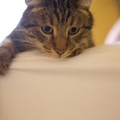 Animal Talent Listing: Ari male tabby friendly cat 