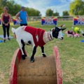 Animal Talent Listing: World record talanted Goats and goat yoga