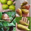 Vente: Lot climat froid : 5 varietes de figuiers (boutures)