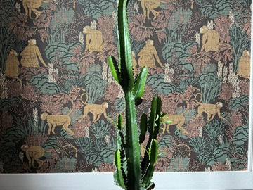 Vente: Cactus d'intérieur H 126cm