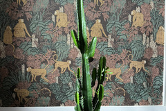 Sales: Cactus d'intérieur H 126cm