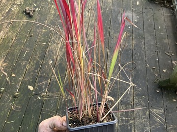 Sales: Imperata cylindrica 'red baron'
