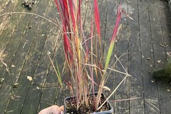 Vente: Imperata cylindrica 'red baron'