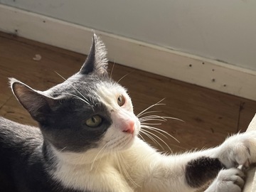 Anuncio: Gatito en adopción 