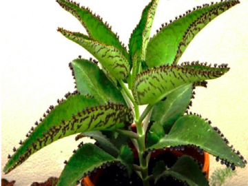 Sales: Kalanchoe X5 plantules variées, plante grasse