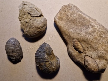 Verkaufen mit Online-Zahlungen: 4 verschiedene Fossilien
