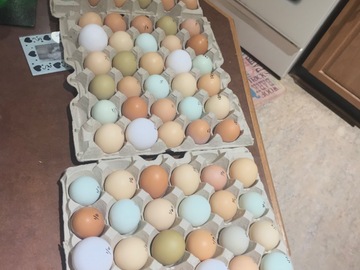Selling with In-person Payment: Free Range Chicken Eggs. Get 1$ off