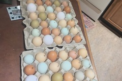 Selling with In-person Payment: Free Range Chicken Eggs $1 off with carton (Crossville, TN)