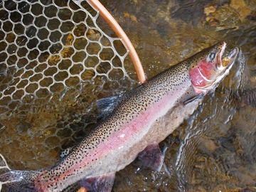 Charter Services: 4 Hour Guided Fishing Tour - Lake Eildon