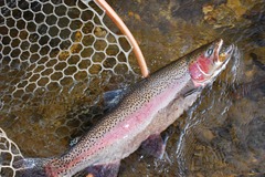 Charter Services: 4 Hour Guided Fishing Tour - Lake Eildon