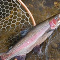 Charter Services: 4 Hour Guided Fishing Tour - Lake Eildon