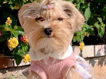 Animal Talent Listing: Ruby the Yorkshire Terrier