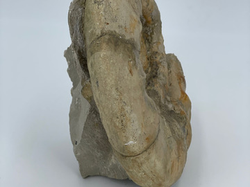 Verkaufen mit Online-Zahlungen: XL Ammonit-Fossil - Rarität