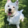 Animal Talent Listing: Petite White West Highland Terrier