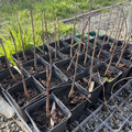 Vente: Catalpa bignonioides - jeune plant
