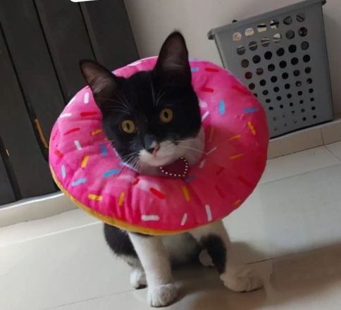 Isabelino tipo dona antialergico