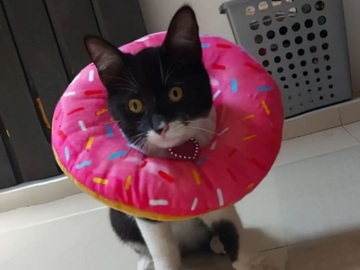 Productos: Isabelino tipo dona antialergico