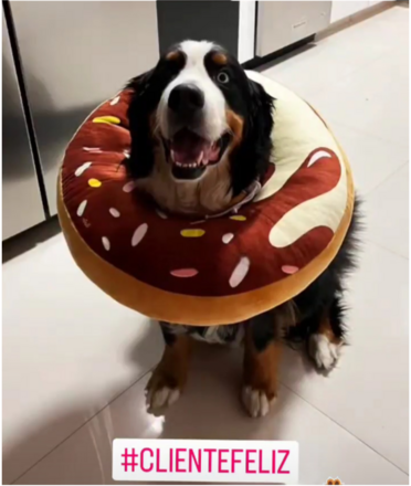Isabelino tipo dona antialergico