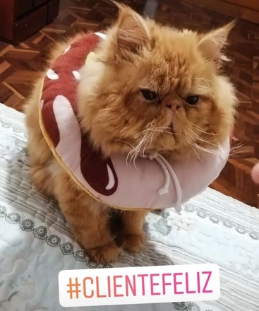 Isabelino tipo dona antialergico