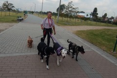 Servicios:  pasear y adiestrar a caninos.
