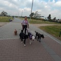 Servicios:  pasear y adiestrar a caninos.