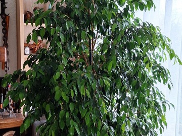 Sales: Ficus benjamina